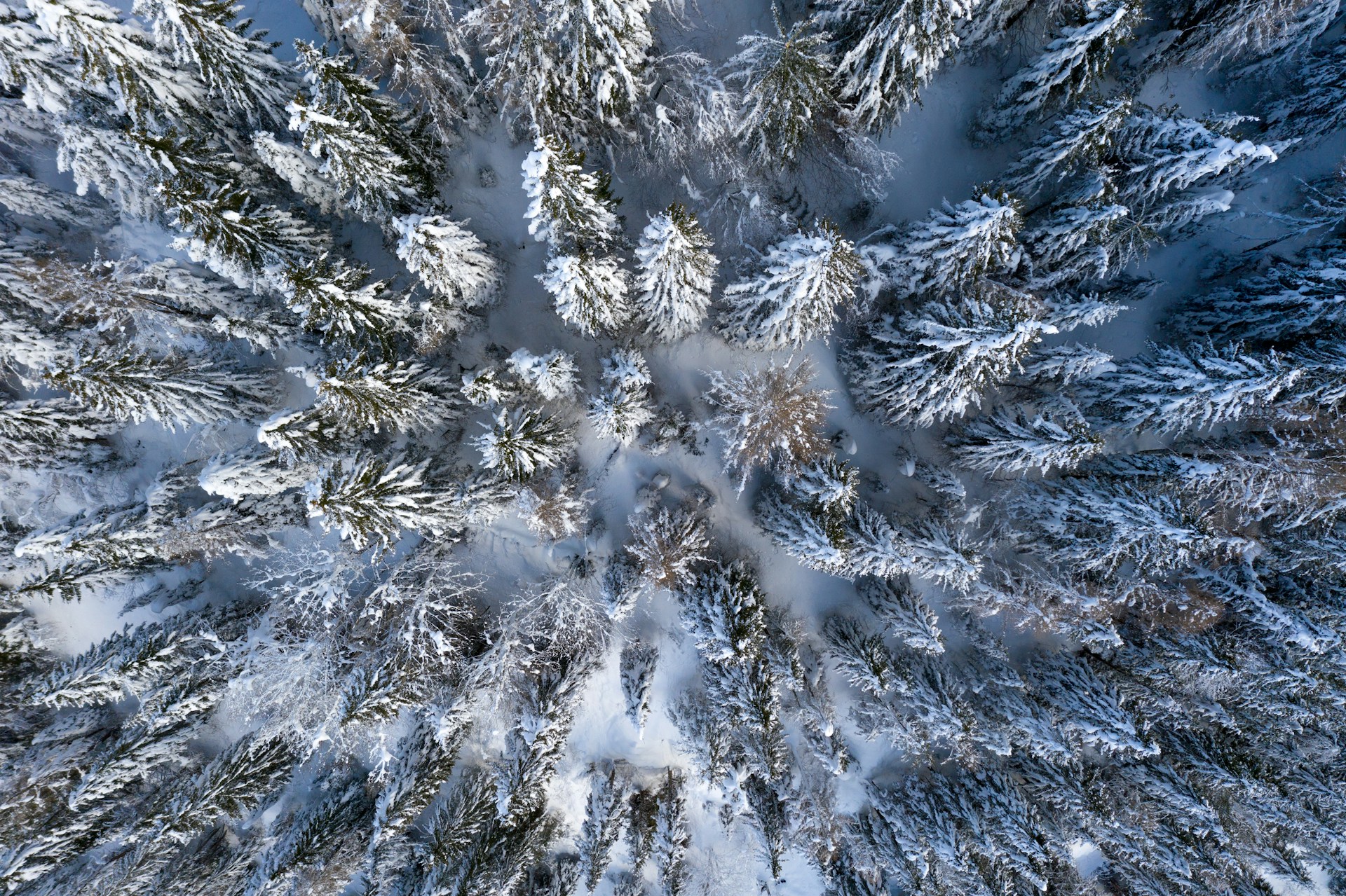 Snowy Landscape